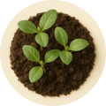Plant Stem Cell Complex